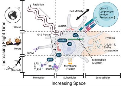 MRTF may be the missing link in a multiscale mechanobiology approach toward macrophage dysfunction in space